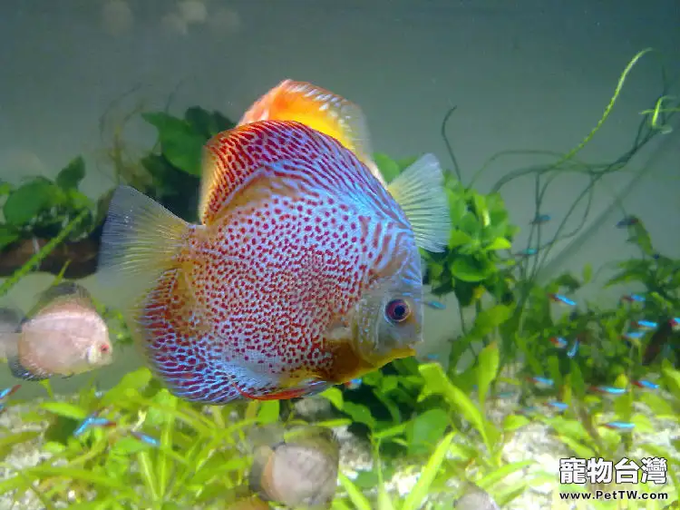 為七彩神仙魚換水的注意事項(1圖)-寵物台灣