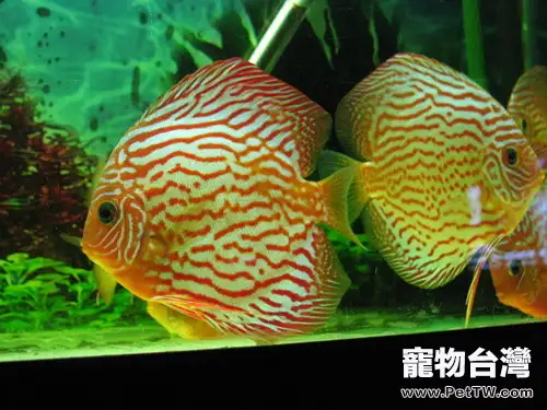 如何加強七彩神仙魚水質保養(1圖)-寵物台灣