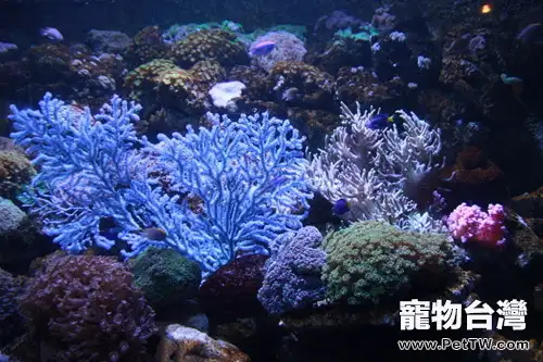 水族箱珊瑚砂的選擇