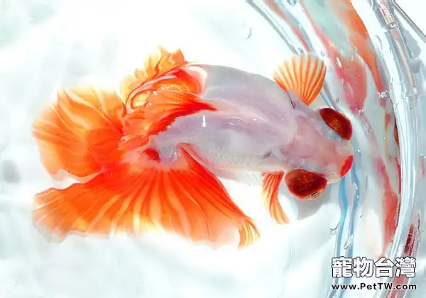蝶尾金魚的選購要點(1圖)-寵物台灣
