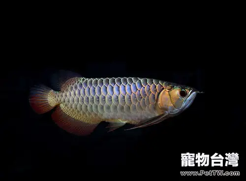 龍魚發病的原因分析