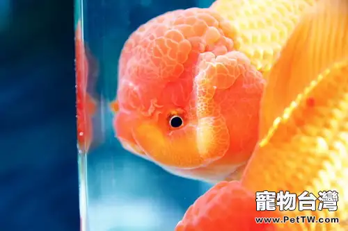 紫外線燈對水族箱的使用