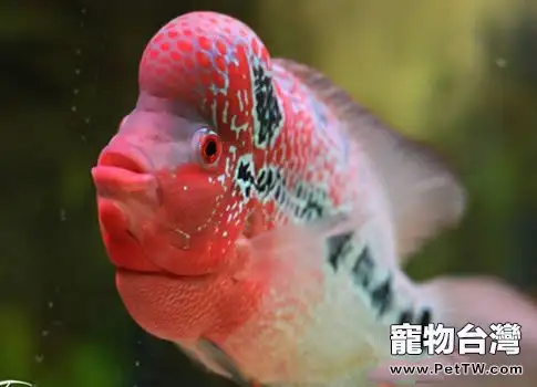 羅漢魚的外表鑒賞