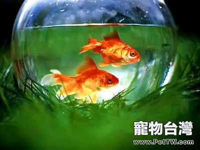 風水魚財運力量搭配建議