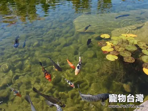 如何通過肉眼觀察水質(1圖)-寵物台灣