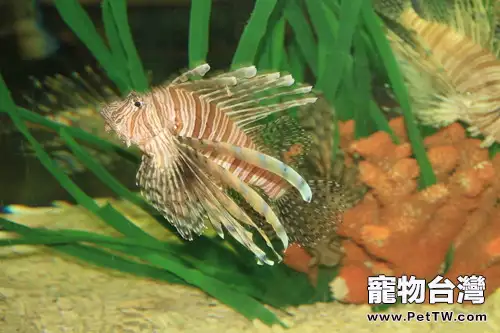 維生素c對水族生物的作用