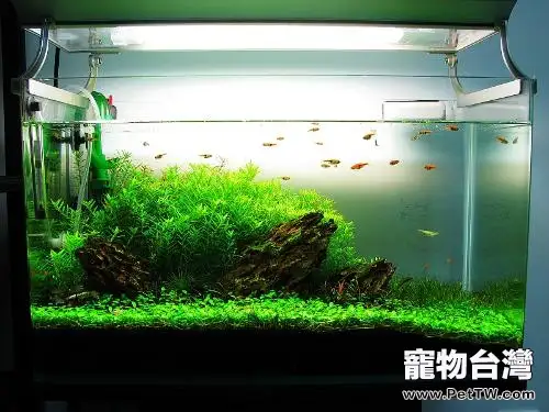 簡單瞭解魚缸裡的藻類