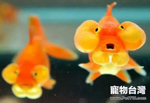 金魚飼養的硬件設施