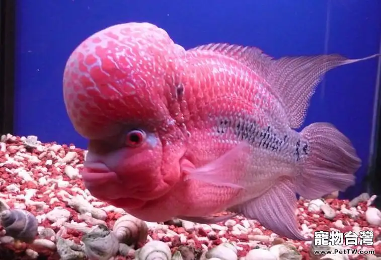 羅漢魚的飼養要注意溫度事項(1圖)-寵物台灣