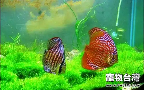 七彩神仙魚發病的五大原因