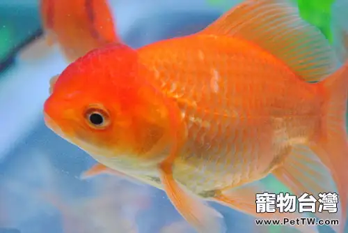 八種傳統金魚養殖容器