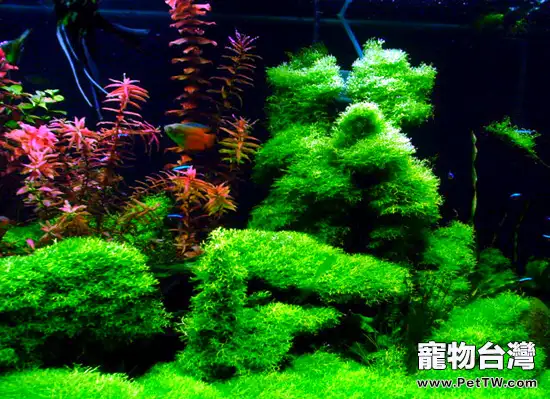水草缺乏營養易引起的症狀(1圖)-寵物台灣