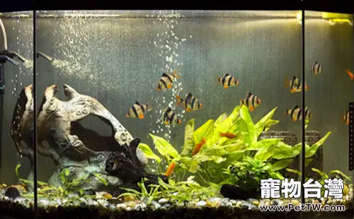 詳解活性炭的吸附原理(1圖)-寵物台灣