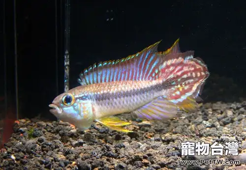 適合短鯛的底砂選擇(1圖)-寵物台灣