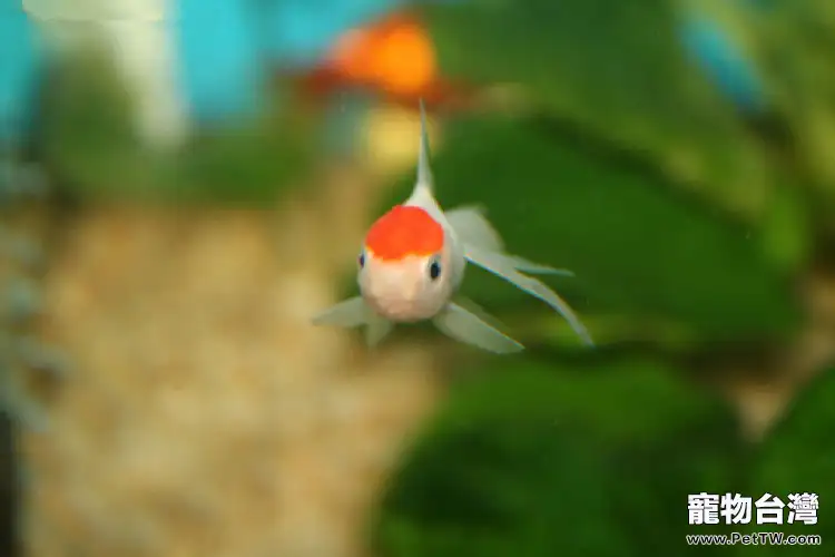 如何預防觀賞魚生病