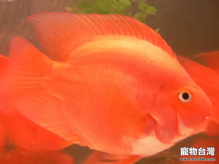 高密度飼養鸚鵡魚(血鸚鵡魚 財神魚)的秘密(1圖)-寵物台灣