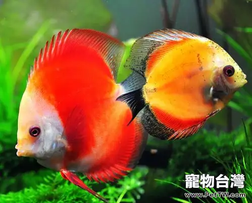 奶瓶飼喂觀賞魚的好處(1圖)-寵物台灣