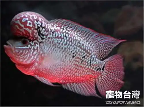 飼養花羅漢魚的器材解析(1圖)-寵物台灣
