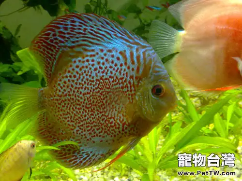 新缸不建議飼養七彩神仙魚