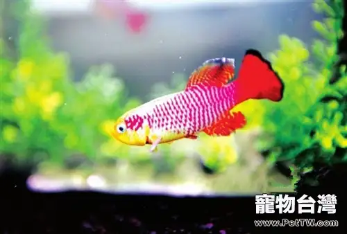 太空魚的孵化前準備