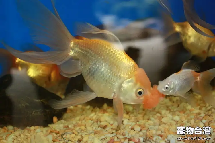 金魚皮膚發炎充血病的防治(1圖)-寵物台灣