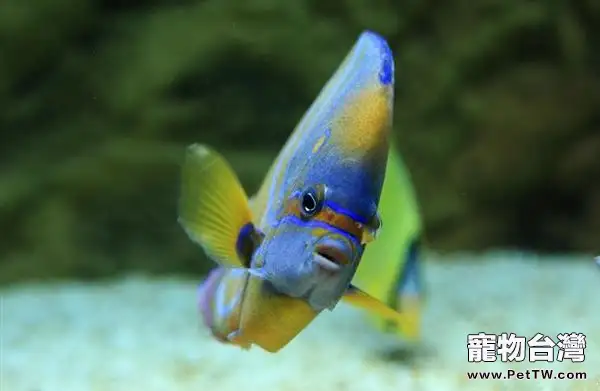 觀賞魚水質分類介紹