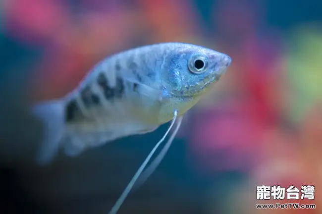 熱帶魚飼養水族箱所需設備