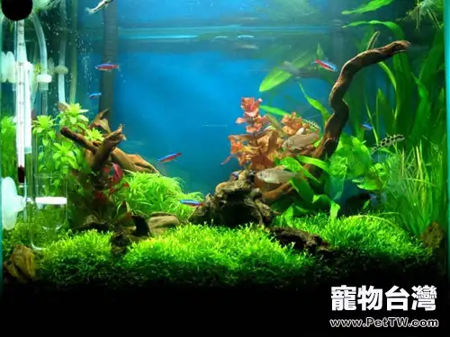 水族箱造景的小巧思