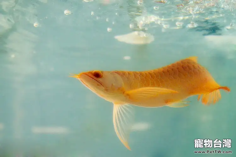 影響觀賞魚生長的八種水質