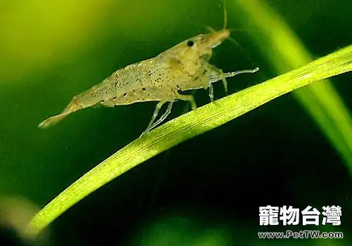 為水族箱佈景的正確步驟