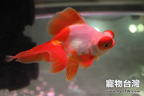 冬季金魚應該如何飼養(1圖)-寵物台灣