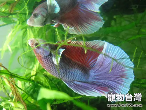 斗魚混養問題解析