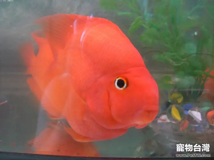 膽小鸚鵡魚(血鸚鵡魚 財神魚)的飼養要點(1圖)-寵物台灣
