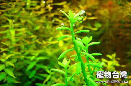 解析水草「轉水」的意義