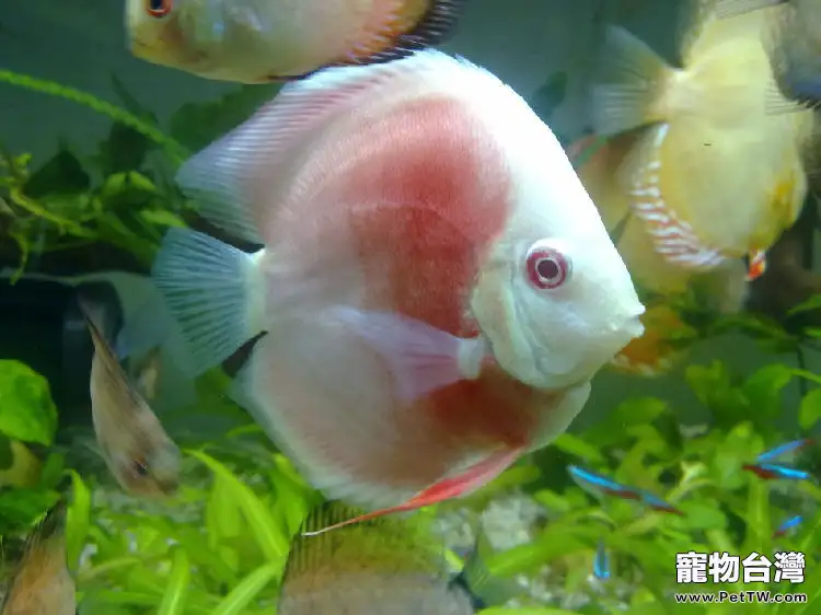 常見觀賞魚品種大全