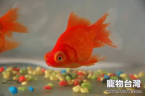 金魚魚鰭充血的常見原因