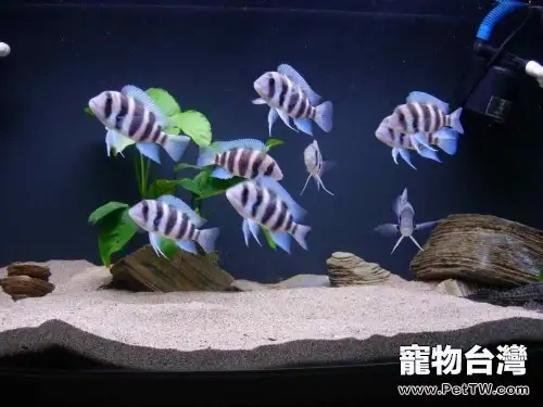調節觀賞魚水質的要點解析(1圖)-寵物台灣