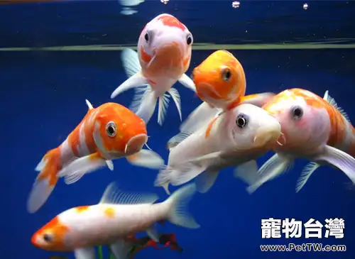 觀賞魚水質生熟度簡介