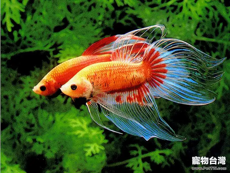 鑒別鬥魚雌雄的方法(1圖)-寵物台灣