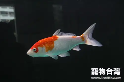 錦鯉生長發育的特點(1圖)-寵物台灣