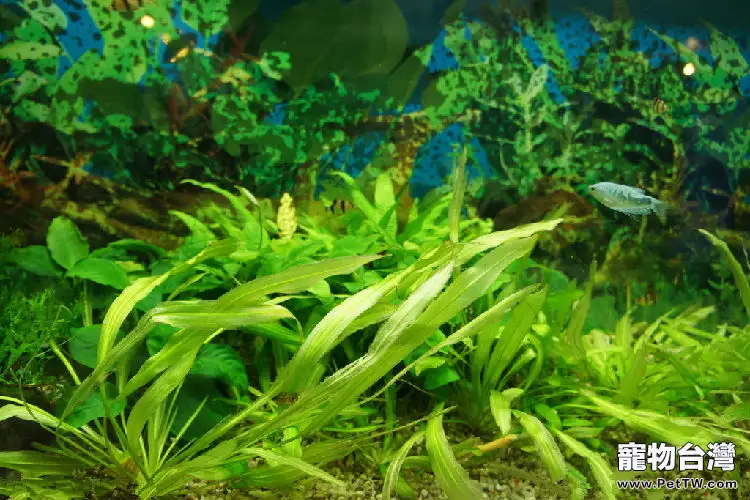 水草吸收養分的原理(1圖)-寵物台灣
