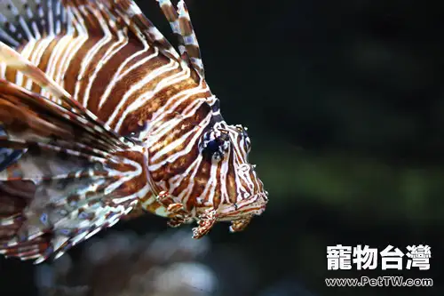 臭氧機在水族中的應用