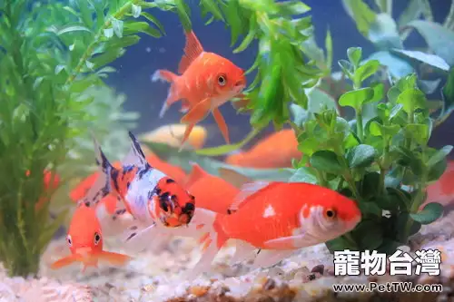 影響金魚轉色和體色鮮艷的原因