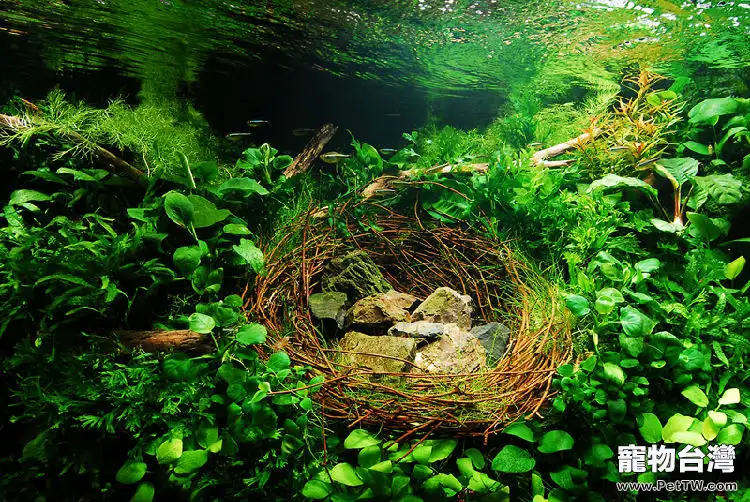 金魚草銹病症狀及治療(1圖)-寵物台灣