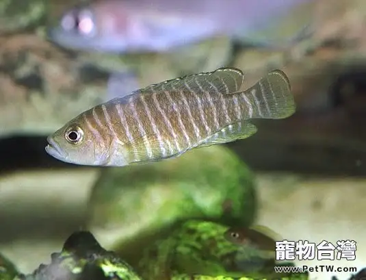 60厘米魚缸飼養斑馬貝經驗(1圖)-寵物台灣