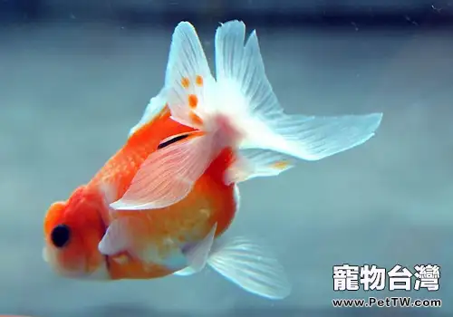 金魚缸內放置浮萍的注意事項