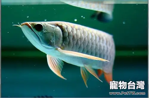 飼養大型觀賞魚需注意少食多餐(1圖)-寵物台灣