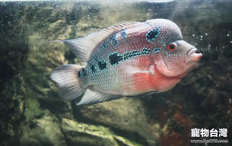 羅漢魚腫嘴病病因及治療(1圖)-寵物台灣