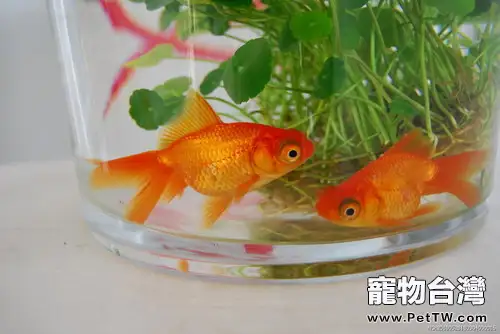 冬季預防金魚栽頭