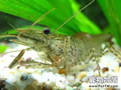 水族箱溫度計該如何校對